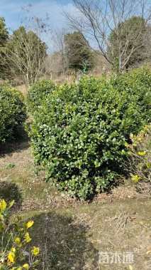 冠幅180厘米无刺枸骨球