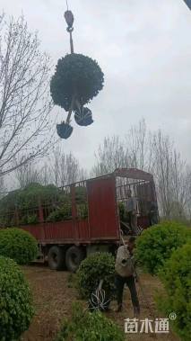 高度200厘米高杆大叶黄杨球