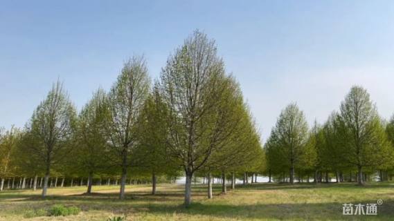 20公分欧洲小叶椴