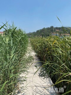 茭白 水生植物种植基地自产自销