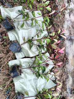 0.5公分红叶石楠