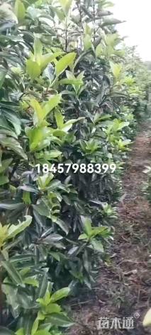 高度200厘米青珊瑚