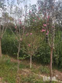 高度120厘米木槿