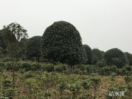 15公分桂花