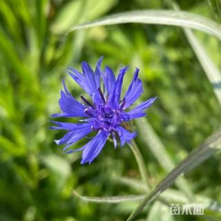 高度10厘米矢车菊