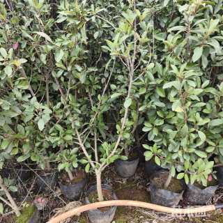 2.5公分红叶石楠