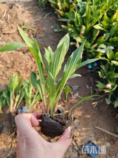 高度20厘米紫花玉簪