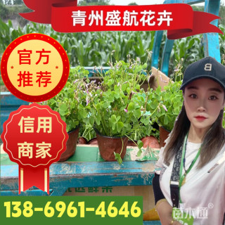 高度10厘米红花酢浆草