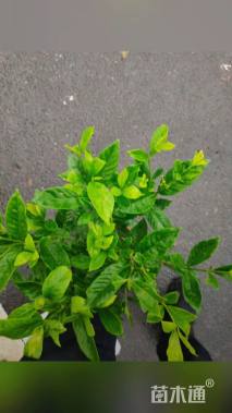 高度50厘米大叶栀子