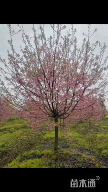 10公分红粉佳人樱