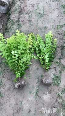 高度50厘米金叶女贞