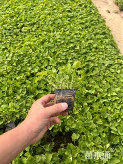 高度20厘米紫花地丁