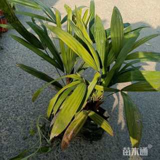 裸干高13厘米棕竹