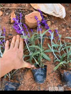 高度20厘米鼠尾草