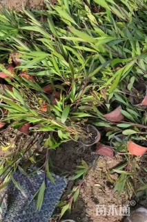 高度20厘米兰花鼠尾草