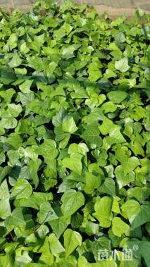 高度20厘米八角金盘