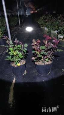 高度15厘米果汁阳台月季