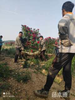 高度200厘米月季