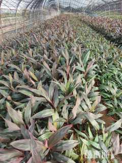 高度40厘米亮叶朱蕉