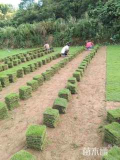 草块状马尼拉草