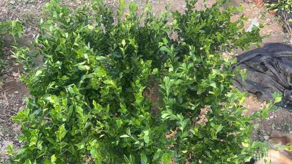 高度70厘米卫矛