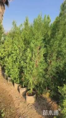 高度200厘米侧柏