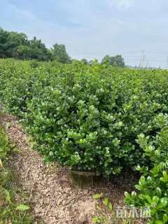 冠幅80厘米无刺枸骨球