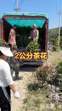 高度120厘米茶花