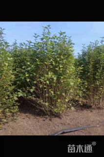 高度150厘米丛生木槿