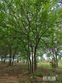 高度750厘米丛生三角枫