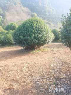 冠幅150厘米茶梅球