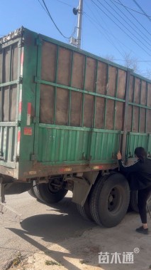 高度180厘米北海道黄杨