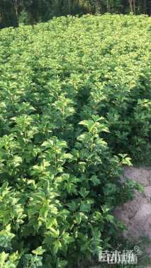 高度100厘米天目琼花