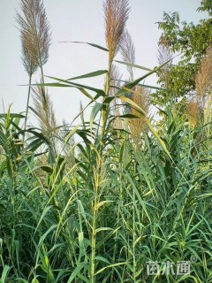 高度60厘米青叶芦竹