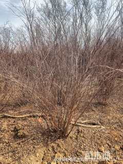 高度100厘米郁李