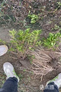 高度35厘米毛鹃