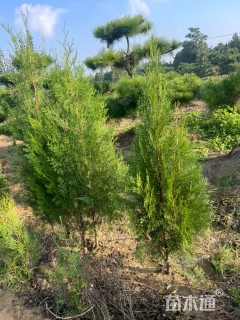 高度150厘米侧柏