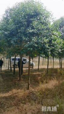 10公分大叶女贞