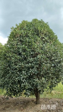 高度350厘米丛生桂花