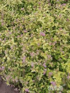 高度30厘米金山绣线菊