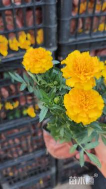 高度30厘米画眉草