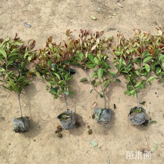 高度54厘米红叶石楠绿篱苗