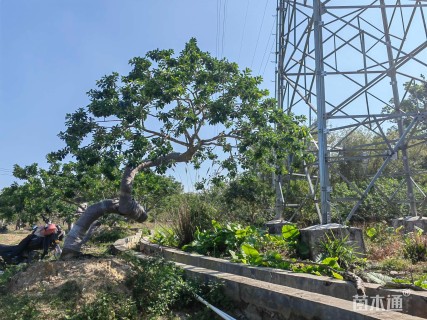 25公分红果冬青