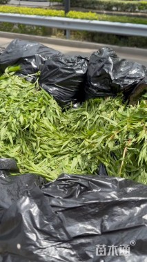 高度50厘米千屈菜