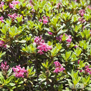 高度35厘米紫鹃