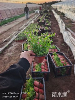 高度20厘米满天星