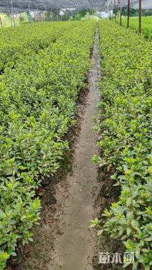 高度25厘米夏鹃