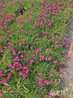 高度30厘米欧石竹