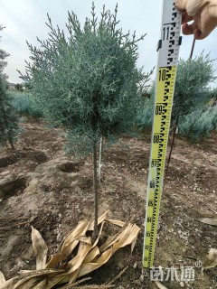 高度100厘米蓝冰柏