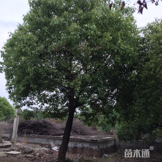 20公分多杆香樟